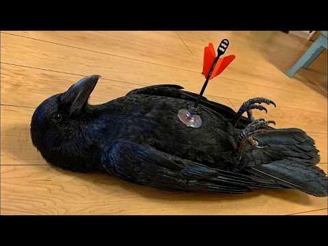 Overdramatic Crows Who Deserve an Oscar #Video