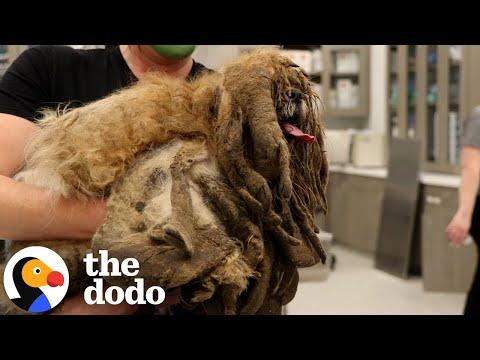 Extremely Matted Dog Transforms To The Cutest Pup #Video