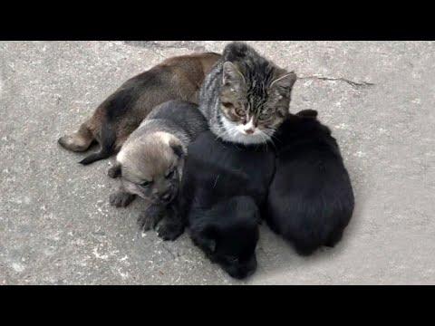 Cat Visits Best Friends Puppies to Give them Kisses