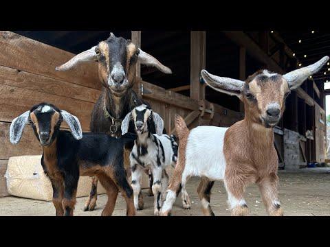 Nonstop HOPS! The triplets are getting wild! #Video