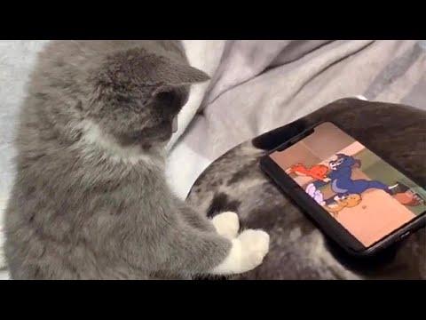Baby Kitten Loves Watching Tom & Jerry #Video