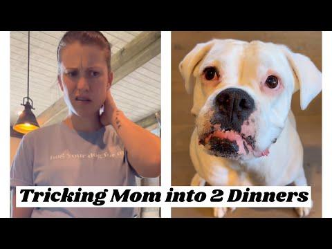 Tricking Mom into 2 Dinners - Layla The Boxer #Video