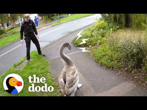 Angry Swan Beats Up His Rescuers — And Meets His New Family #Video