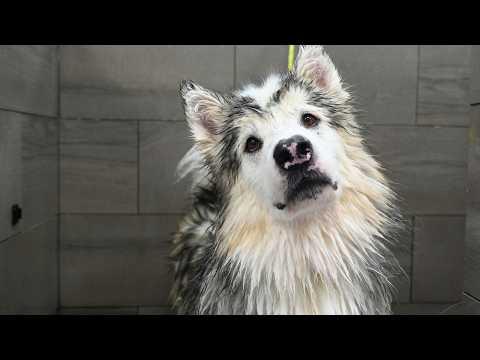 I Wasn't Ready For THIS Much Personality #Video