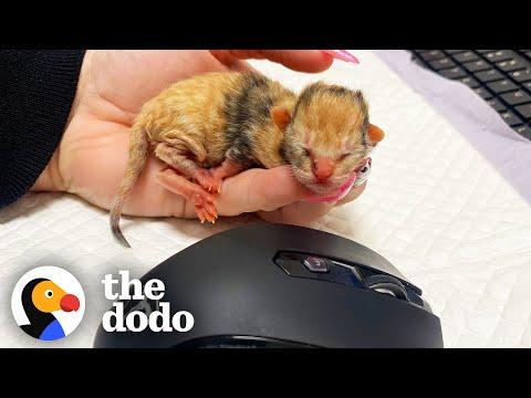 Tiny Kitten Goes To Work Every Day With Her Foster Mom #Video