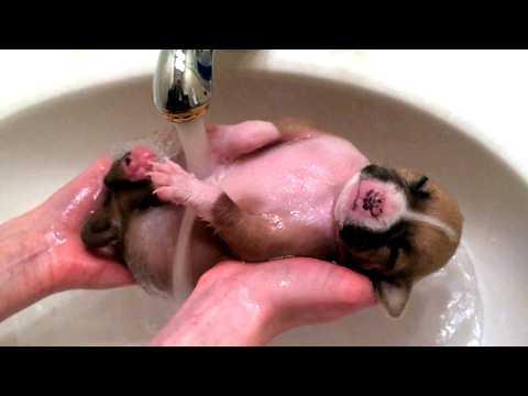 These Animal's Adorable First Bath, Their Reaction Is Priceless! #Video