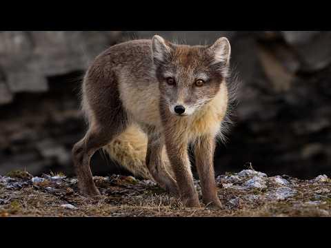 Arctic Foxes, Small But Unflinchingly Fearless | Robert E Fuller #Video