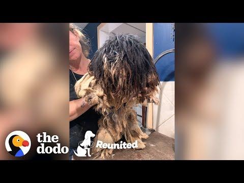 Matted Dog Gets a Makeover then Reunites with Her Puppies! | The Dodo Reunited Season 2