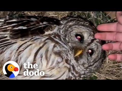 Tiniest Owl Learns To Use His Wings Again And Flies Home #Video