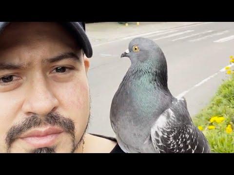 Pigeon thinks this guy's his wife #Video