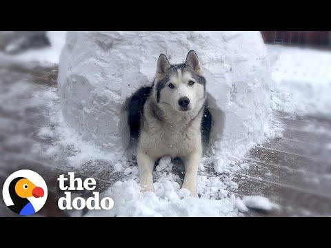 Couple Builds Igloo For Husky Who Can't Play In Snow #Video