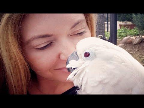 Cockatoo has the sweetest reaction to a human kiss #Video