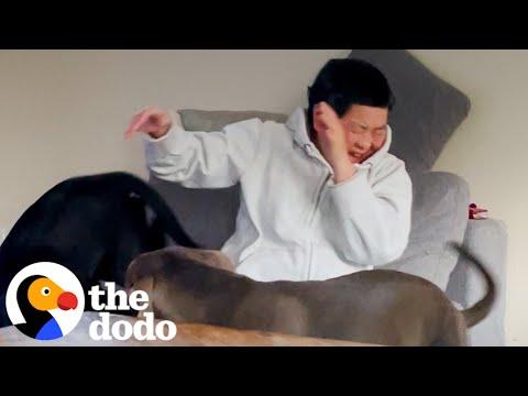 Grandma Who's Scared Of Dogs Gets Won Over By Daughter's Pit Bulls #Video