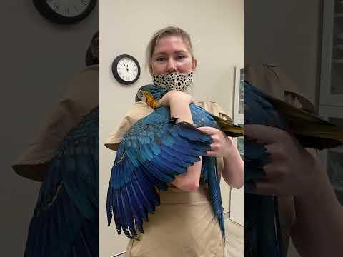 Beautiful Macaw wakes up from anesthesia and just wants to be cuddled! #Video