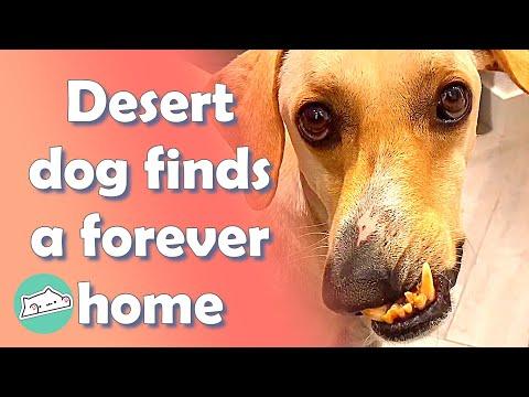 Rescue dog with wonky jaw never gets hungry #Video