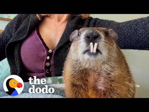 Wild Groundhog Wants Human Mom's Attention At All Times #Video