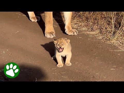 Baby Lion Shows Off 'Mighty' Roar #Video