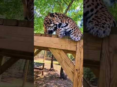 Jaguar Reaction To Catnip! ADORABLE #Video