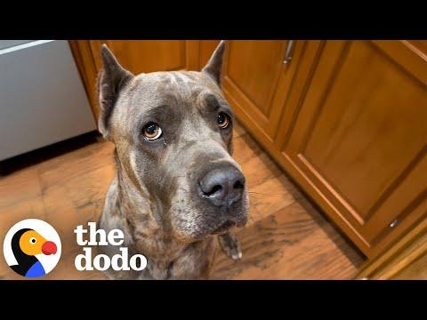 Terrified Shelter Dog Saved By Her Guardian Angel #Video