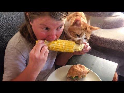 Cat’s Greed Sickens Me | Funny Cats Videos 2025