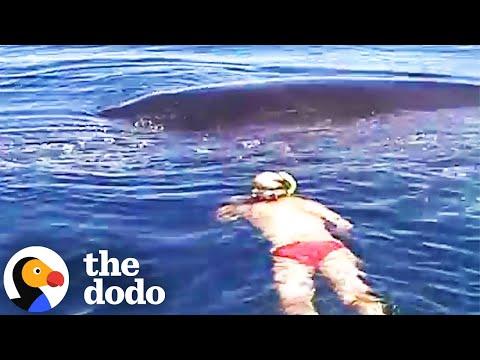 Diver Thought It Was Too Late To Save Lifeless Humpback Whale Until... #Video