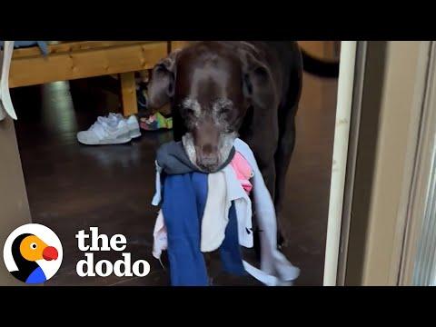 Dog Loves Greeting Mom With Gifts #Video
