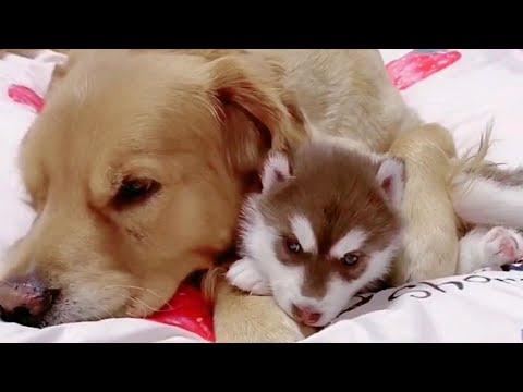 Golden Retriever Cares for Baby Husky Pups Video