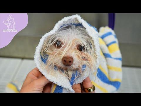 A dog with 9 lives - Girl With Dogs #Video
