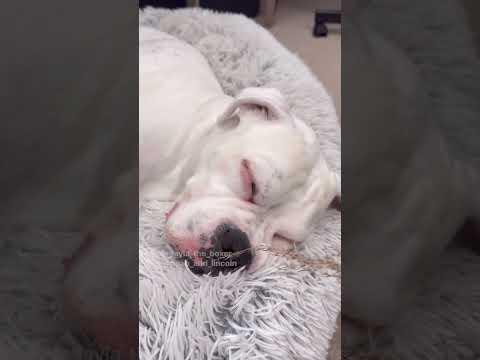 Interrupting a juicy dream - Layla The Boxer #Video