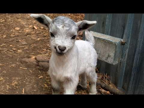 You’ll Be Crying With Laughter Watching These Adorable Baby Animals Video #Video