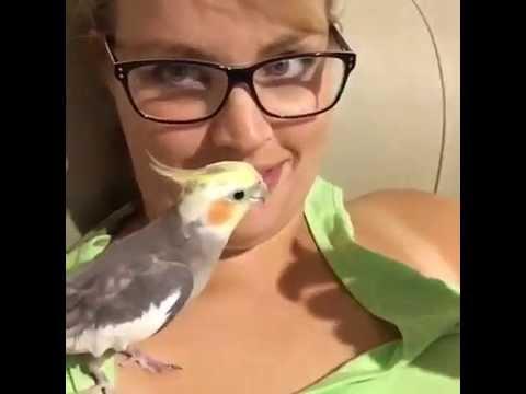 Cockatiel Sings Addam's Family Theme Song