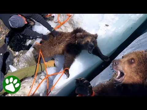 The Most Emotional Bear Cub Rescue You’ll See Today #Video