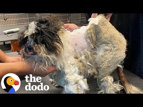 Stray Dog Who Was Covered In Matted Fur Gets A Haircut #Video