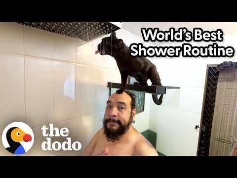 Cat Stands On Dad's Head While He's Showering #Video