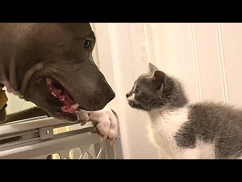 Pitbull adopts a cat #Video