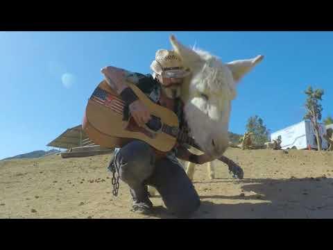 Heaven the donkey loves Elton Live music #Video