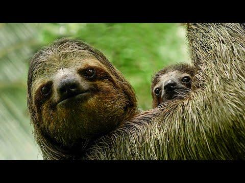 I Studied Sloths - This is What I Found Out | Robert E Fuller #Video