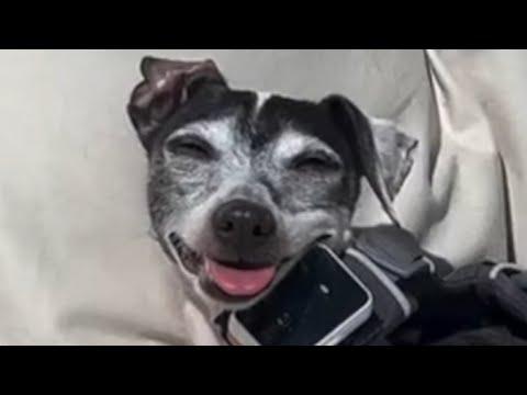 Dog tastes freedom after 6 years in cage #Video