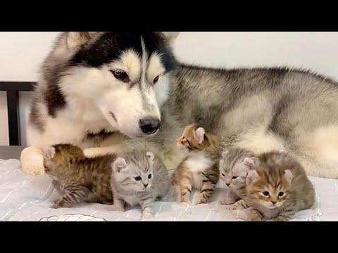 Lovely Husky Bonding with Little Kitty Friends #Video