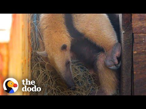Guy Helps Anteater Who Got Stuck In Fishing Wire #Video