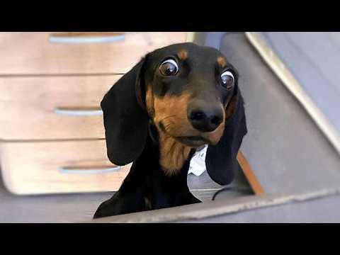 Funniest ANIMALS Being Absolutely Hilarious! #Video