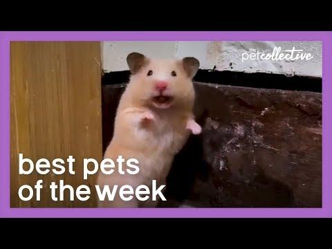 Social Distancing Hamster | Best Pets of the Week