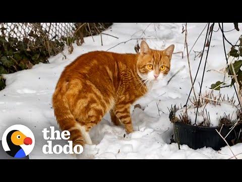 Feral Cat Rescued Before A Snowstorm Falls In Love With Foster Kittens #Video