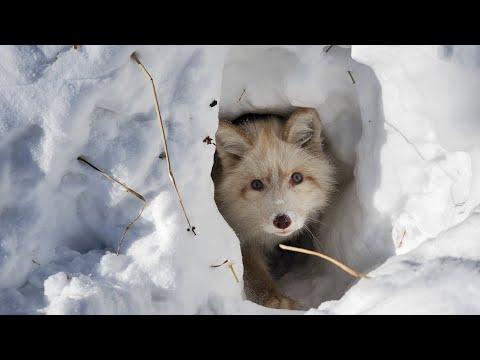 Foxes and snow forts #Video