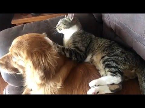 Hilarious cat MASSAGES Dog's neck | FUNNIEST Pets of the Week #Video