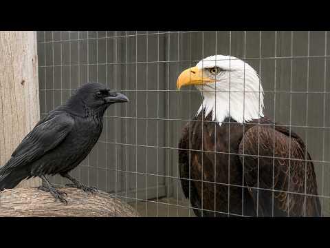 Crow Meets A Bald Eagle | Funny Crow Videos #Video