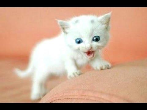 Funny Cats And Kittens Meowing Compilation