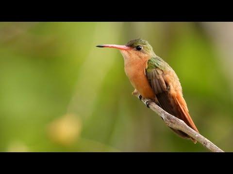 Cinnamon Hummingbird #Video