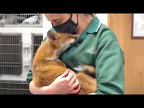 Wild Animals Showing Love To Humans In The Cutest Ways #Video