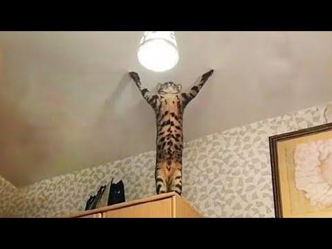 The very best and funniest CAT moments #Video